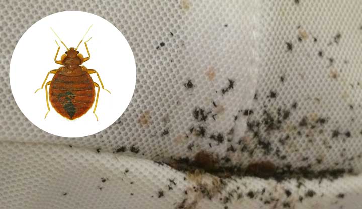 Technician conducting a heat treatment and inspection for bed bugs in an Arizona bedroom.