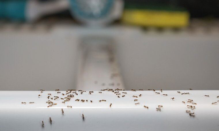 Close-up of a homeowner sealing cracks to prevent ant infestations around a home foundation.