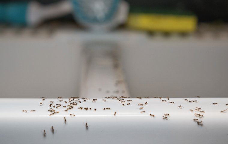 Close-up of a homeowner sealing cracks to prevent ant infestations around a home foundation.