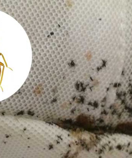 Technician conducting a heat treatment and inspection for bed bugs in an Arizona bedroom.