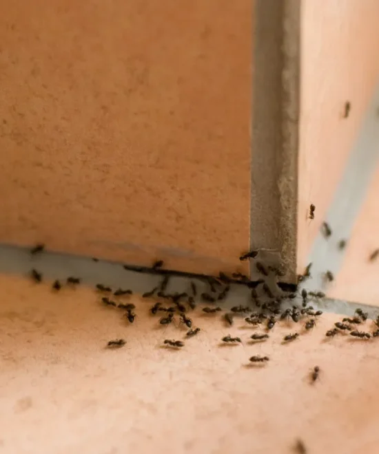 Phoenix Arizona Pest Control | Bug Eyes Pest Control