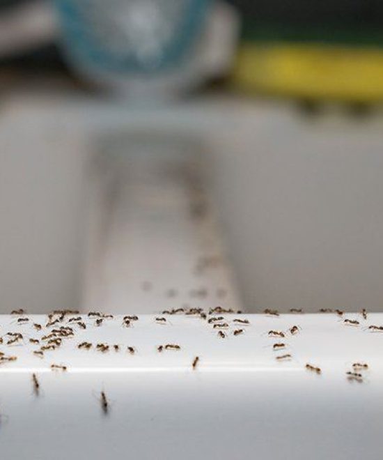 Close-up of a homeowner sealing cracks to prevent ant infestations around a home foundation.